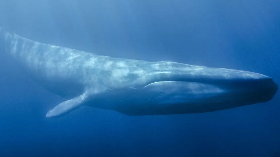 Tredicenne sviene in classe: “Giocavo al Blue Whale”