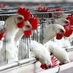 Allarme aviaria a Milano, bloccata l’esportazione di polli e uova all’estero