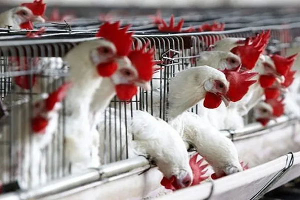 Allarme aviaria a Milano, bloccata l’esportazione di polli e uova all’estero