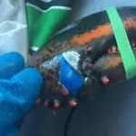 Inquinamento marino, pescato crostaceo con marchio Pepsi su una chela