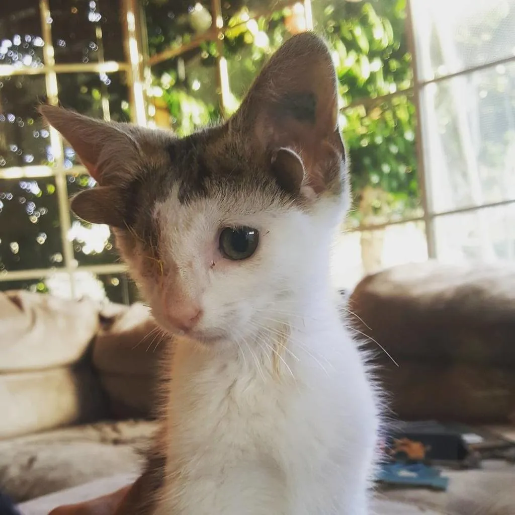 Gattino malformato con quattro orecchie e un occhio ritrovato in Australia