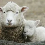Pecore con cellule umane: creato embrione uomo-pecora per guarire le malattie dell’uomo