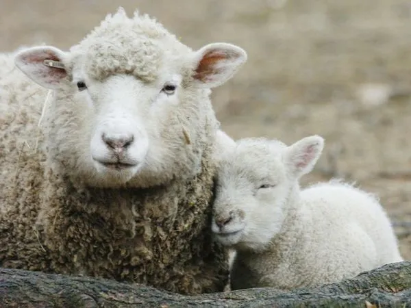 Pecore con cellule umane: creato embrione uomo-pecora per guarire le malattie dell’uomo