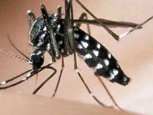 Allerta dengue: come difendersi dalla malattia infettiva