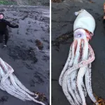 In Nuova Zelanda il sensazionale ritrovamento di un calamaro di quattro metri