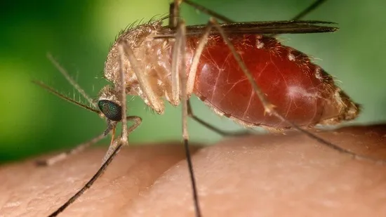 Aumentano casi del West Nile, il virus della zanzara. Come prevenirlo