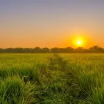 Dove comprare le barbatelle