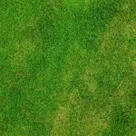 Robot tagliaerba: come funziona e le caratteristiche