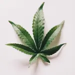 5 Cose da sapere sulla Cannabis Light