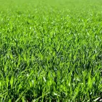 Come prendersi cura del prato