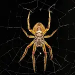 Ragni: li mangiamo durante il sonno? La risposta che dovete conoscere