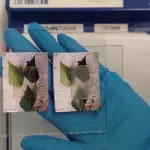 Arriva il legno trasparente in grado di assorbire aria e sprigionare calore