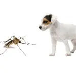 Pericolo leishmaniosi: cos'è, causa e come prevenirla