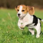 Bolzano: morta la cagnolina Vita, beagle simbolo della lotta contro Green Hill