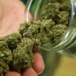 Cannabis light online