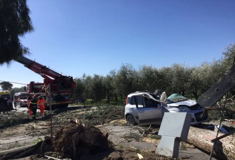 Roma, albero si abbatte su un'auto a Guidonia: morto un uomo di 45 anni