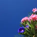 Oleandro: storia, coltivazione e cura