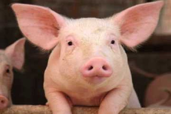 Panico per la peste suina: l'UE prospetta il macello per i cinghiali