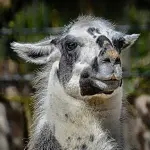 Influenza: quest'anno si combatte col vaccino del lama