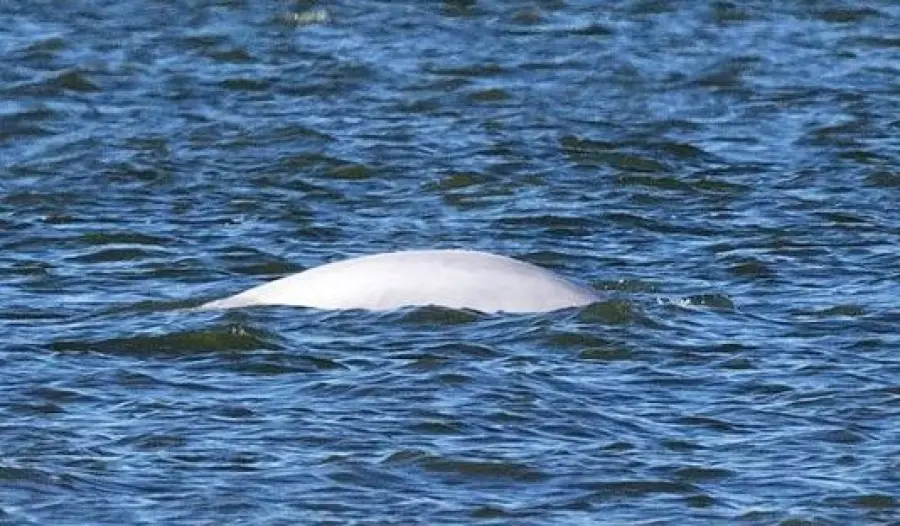 Balena bianca nel Tamigi: si è persa ed è in pericolo