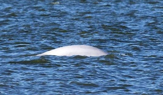 Balena bianca nel Tamigi: si è persa ed è in pericolo