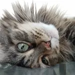 Gatto Maine Coon: dall’America arriva “l’occhio di lince”