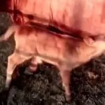 Vitello rosso profezia tragica, la fine del mondo è vicina?