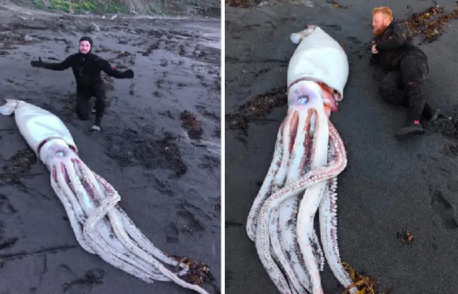 In Nuova Zelanda il sensazionale ritrovamento di un calamaro di quattro metri