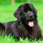 L’importanza del giardino avendo un cane in casa