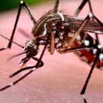 West Nile: nuova vittima a Padova, si tratta del quinto caso in Veneto