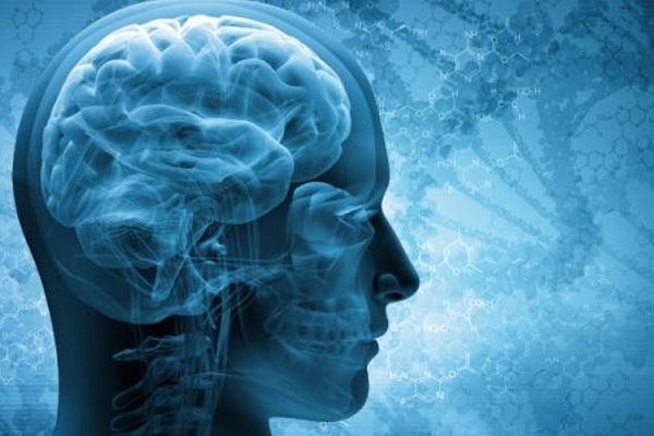 La sinapsina 3 cos'è?