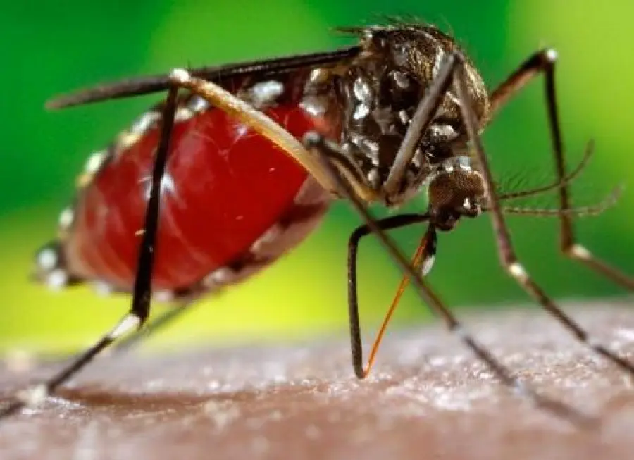 Ministero della salute deve autorizzare l'uso di repellenti