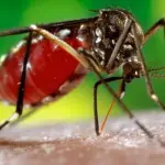 Ministero della salute deve autorizzare l'uso di repellenti