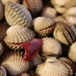 Cibi pericolosi, quali sono