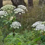 Panace di mantegazza: perché è pericolosa