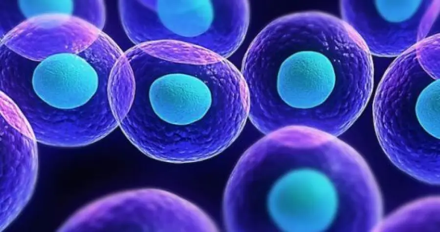 Staminali: possono curare il cuore dopo un infarto