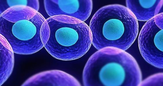 Staminali: possono curare il cuore dopo un infarto