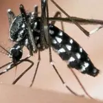 Allerta dengue: come difendersi dalla malattia infettiva