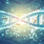 Ovaio artificiale umano: la fertilità verso un nuovo progresso?