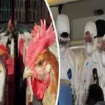 Influenza mortale, rischio epidemia proveniente dalla Cina