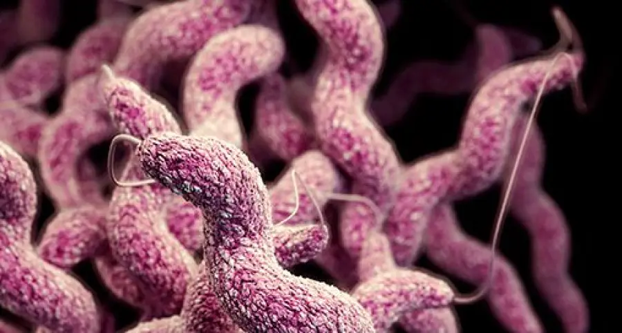 Alunni pescaresi contaminati, qual è il batterio?