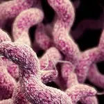 Alunni pescaresi contaminati, qual è il batterio?