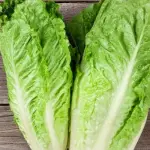 Lattuga contaminata da escherichia coli, cinque decessi