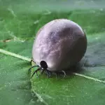 Zecche infestano parchi e giardini, cosa fare in caso di morso