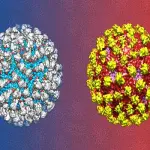 Virus Dengue allarme, può essere trasmesso nei rapporti sessuali