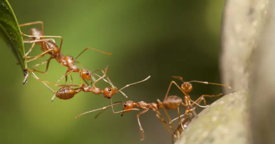 Formica kamikaze: si fa scoppiare per uccidere il nemico