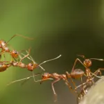 Formica kamikaze: si fa scoppiare per uccidere il nemico