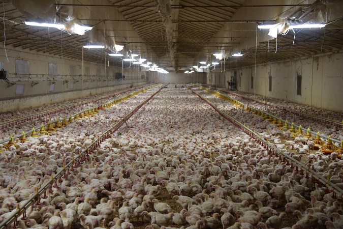 Allevamenti inquinanti, e l'Unione europea li finanzia