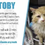 Torna a casa gatto Toby, 20 km per raggiungere la sua famiglia
