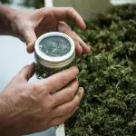 Cannabis legale per uso terapeutico? Ecco la verità